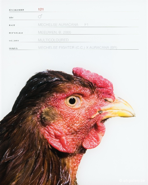 VANMECHELEN Koen - Mechelse Auracana